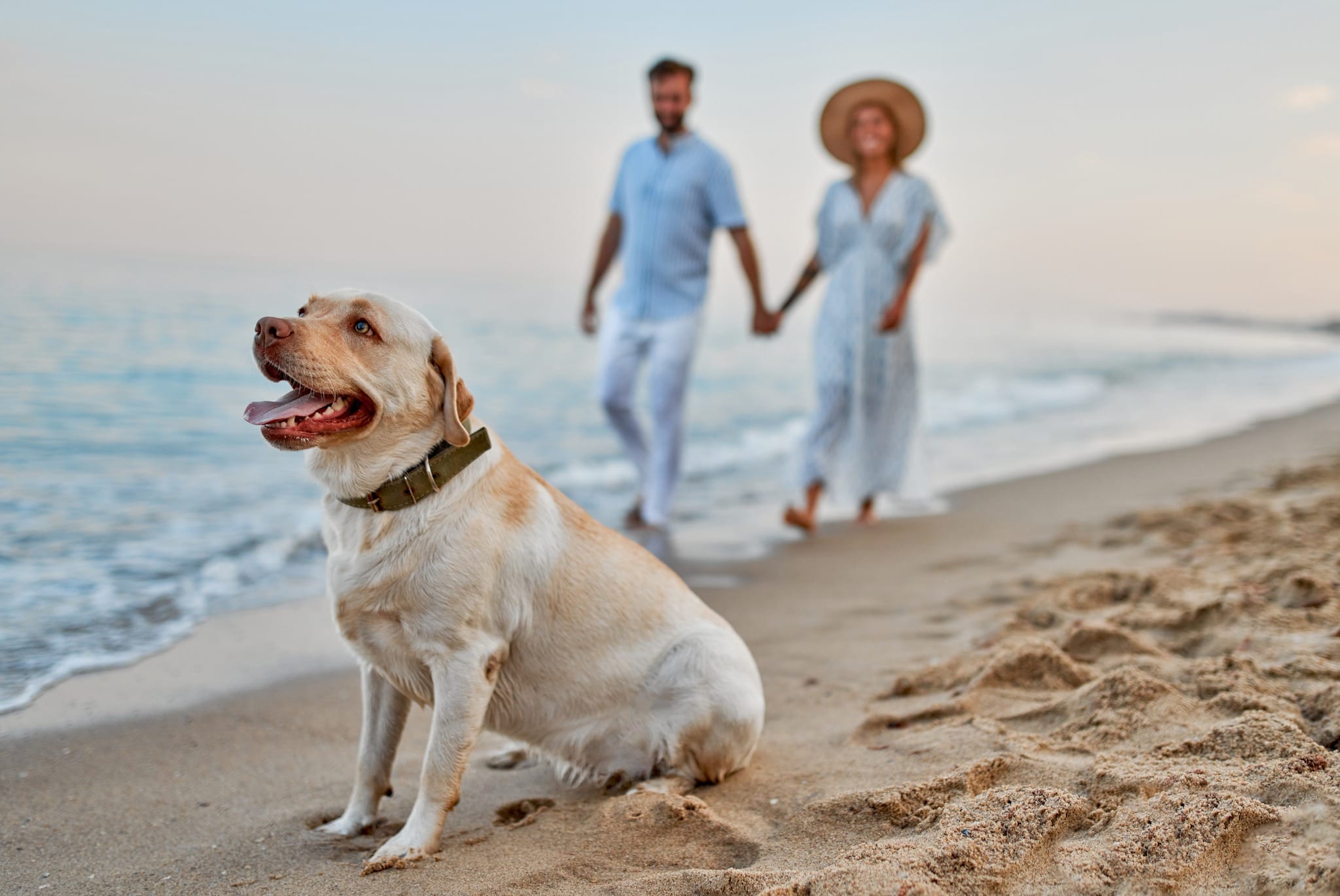 | Pharos at The Harrison Long beach days. Lazy porch nights. Luxurious everything in between.
The Harrison is your perfect Cape May summer stay. ️